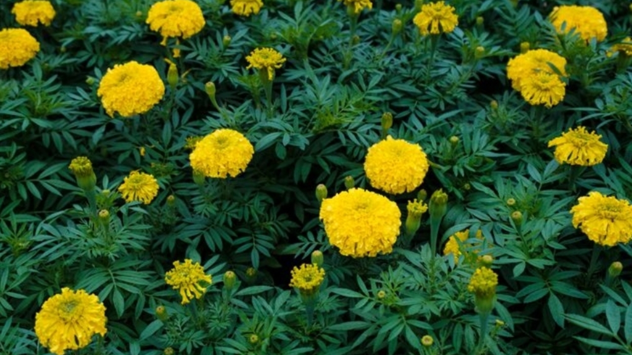 Cara Menanam Marigold agar Rumah Bebas Nyamuk dan Lebih Asri