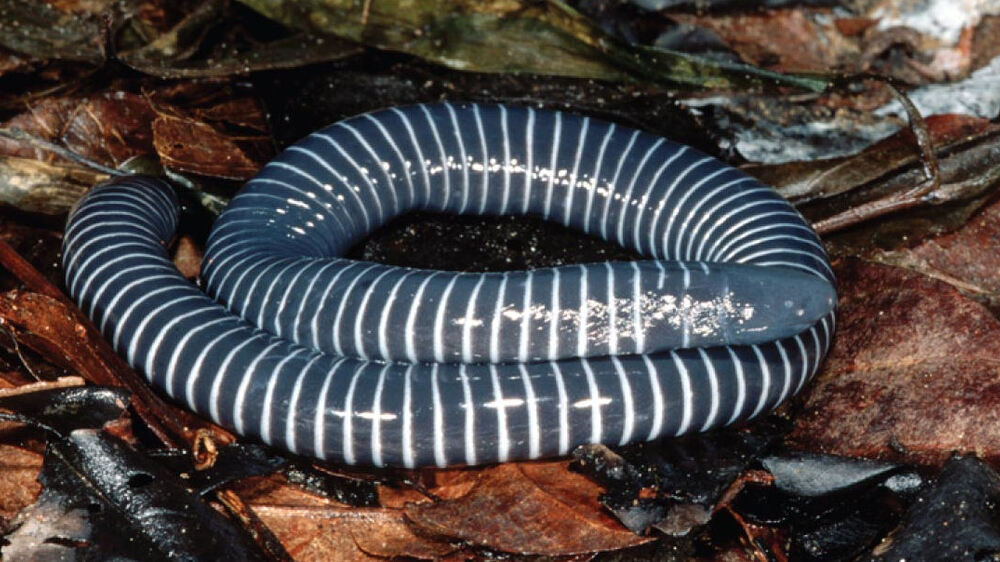 Fakta Menakjubkan Javan Caecilian sebagai Hewan Nokturnal