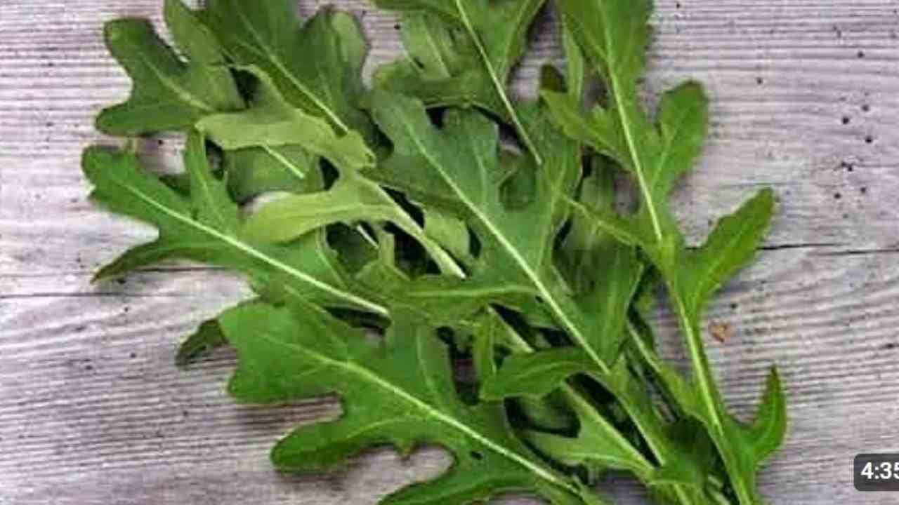 Jangan Anggap Remeh! Daun Arugula Ternyata Punya Manfaat Kesehatan Luar Biasa