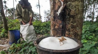 Sering Hilang Bekuan Karet Petani Resah