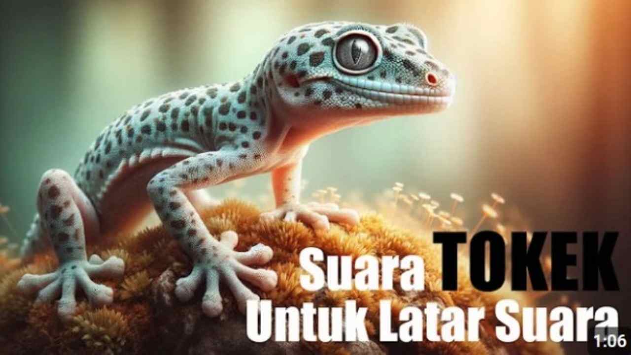 Bikin Suasana Mistis! Suara Tokek Asli, Fenomena Langka dari Alam