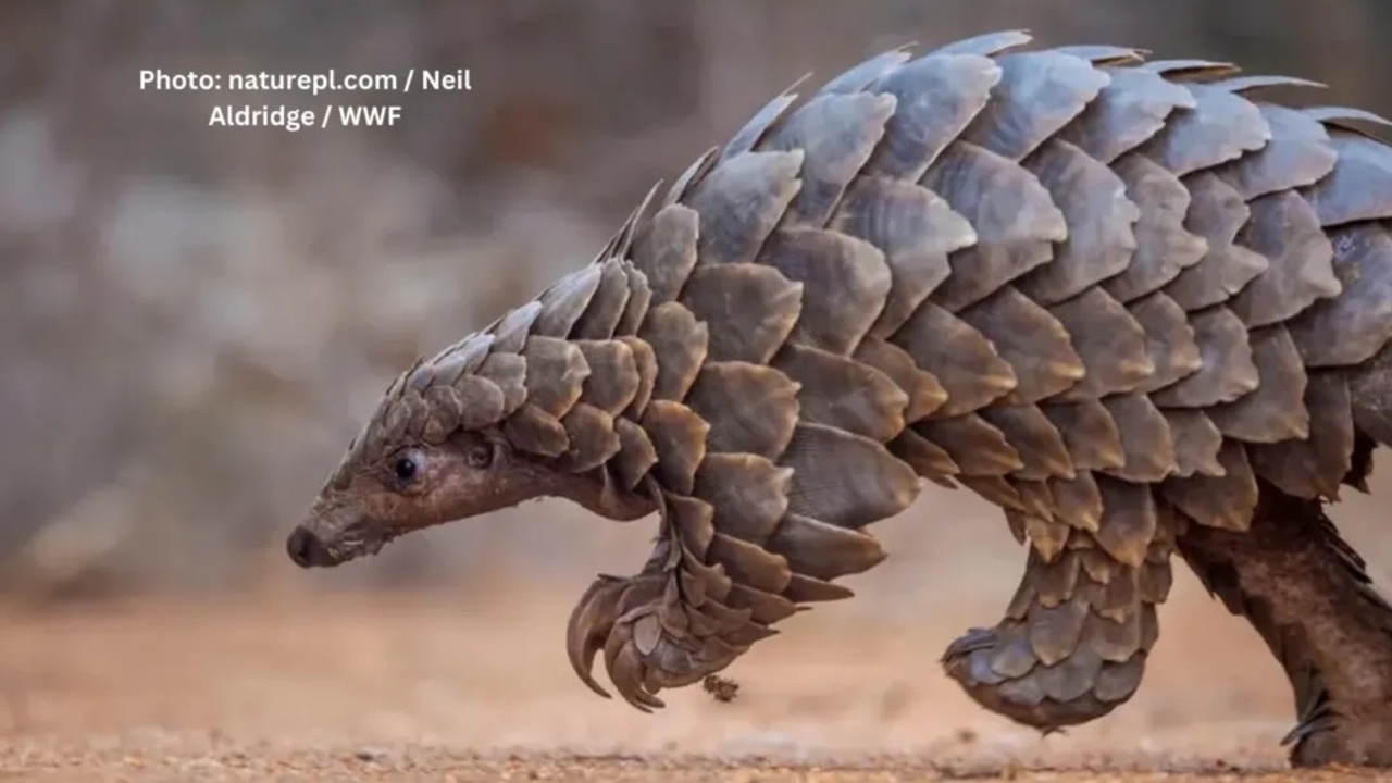 Trenggiling, Mamalia Bersisik dengan Pertahanan Unik yang Terancam Punah