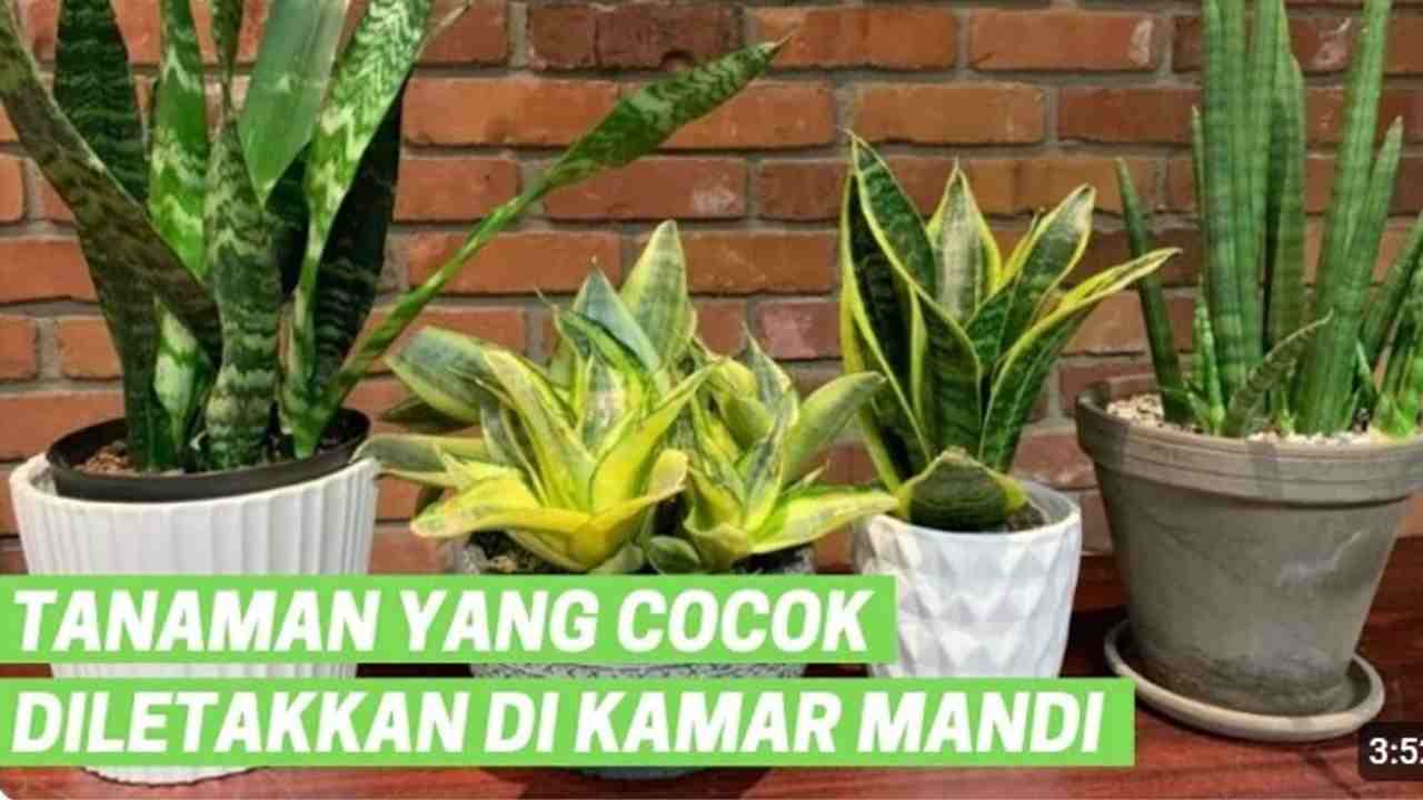 5 Tanaman Hias yang Efektif Mencegah Jamur di Kamar Mandi