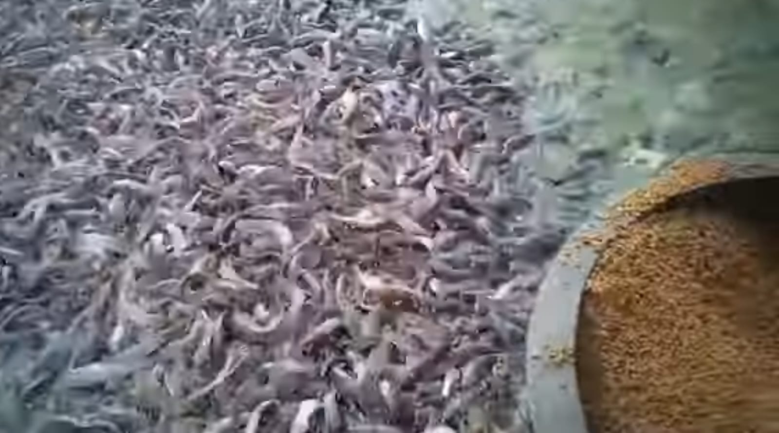 Waspada Gagal Panen! Ini 7 Kesalahan Fatal Pemula dalam Usaha Ternak Lele