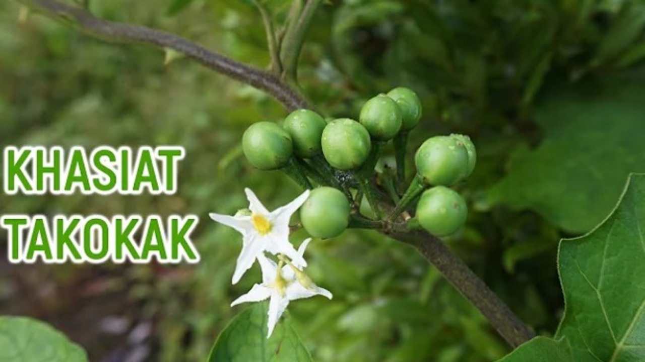 Wow! Ternyata Buah Takokak Punya 5 Manfaat Kesehatan Ini, Sudah Tahu?