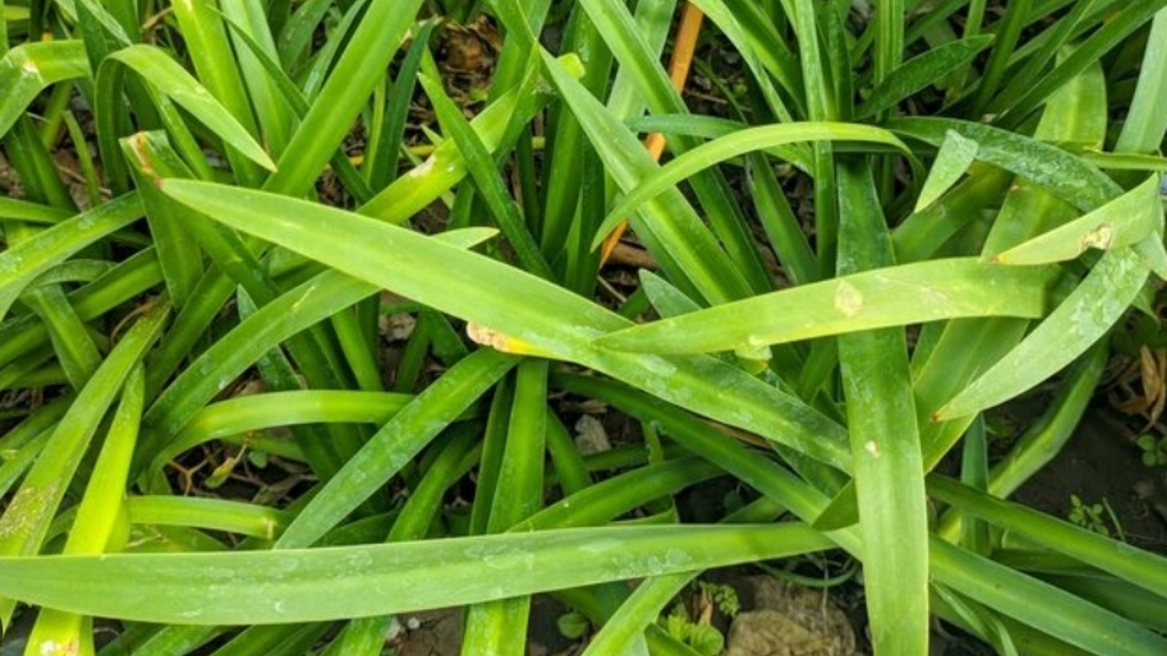 Tak Hanya Harum, Ini 7 Khasiat Daun Pandan bagi Kesehatan Tubuh