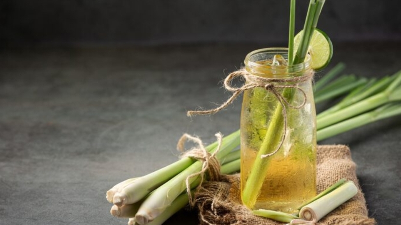 Tak Perlu Obat Nyamuk! Ini 7 Tanaman Alami yang Bisa Mengusir Nyamuk