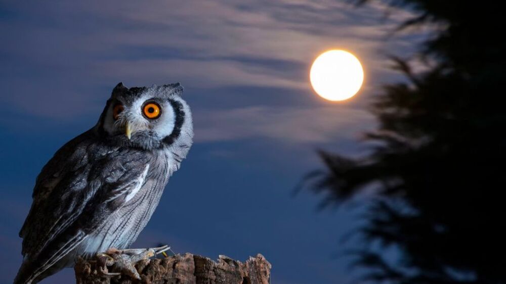 Fakta Mengejutkan dari Burung Hantu, Hewan yang Sering Dikaitkan dengan Dunia Mistis