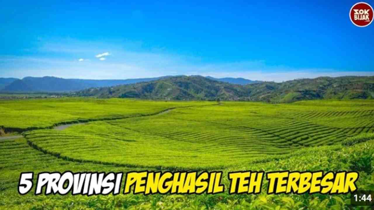 ﻿5 Provinsi Penghasil Teh Terbesar di Indonesia, Ada Provinsimu?