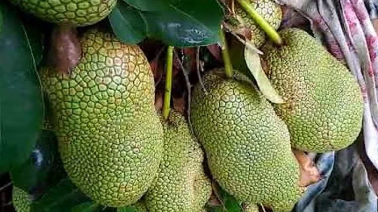 Dikira Durian, Ternyata Bukan! Cempedak Durian Ini Bikin Pecinta Buah Auto Ketagihan