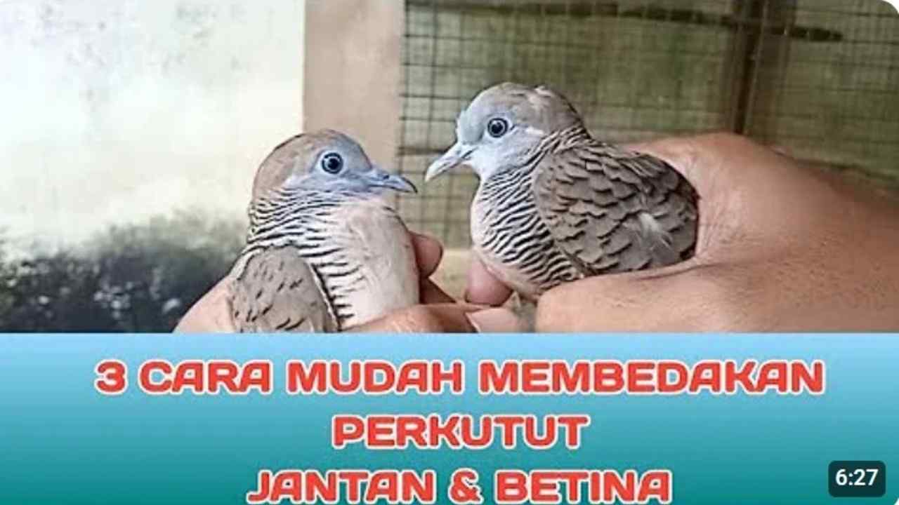 Mau Tau Bedanya? Ini Cara Membedakan Perkutut Lokal Jantan dan Betina!