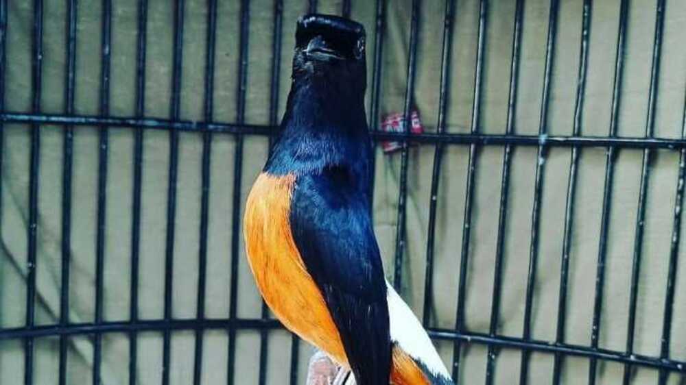 Kacer, si Burung Cantik yang Menawan Hati Para Penggembar Kicau Mania