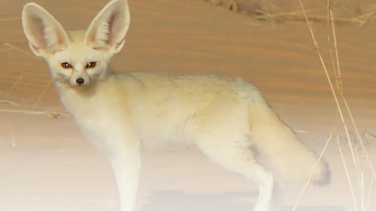 Fennec Fox, Predator Terkecil di Dunia yang Punya “AC Alami” di Telinga