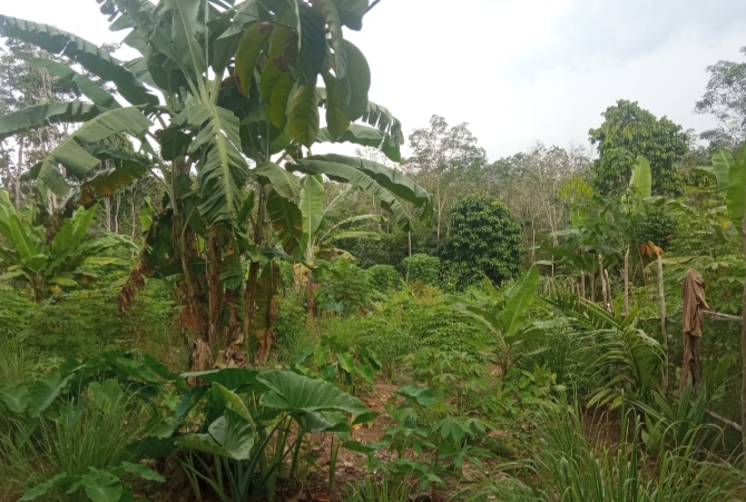 Larangan Membuka Lahan dengan Membakar, Sulitkan Petani Berkebun