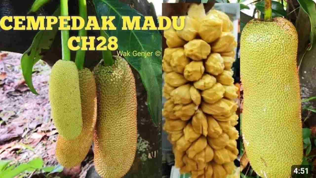 Mengenal Cempedak Madu, Varietas Unggulan yang Manis dan Menggugah Selera