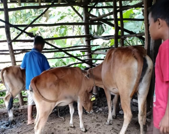 Begini Cara Penanganan Sapi Terjangkit LSD