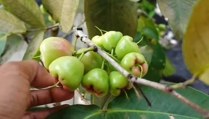 Tips Mudah Membuahkan Jambu Air Dalam Polybag, Panduan Lengkap Cara Mudah Menanam dan Merawatnya