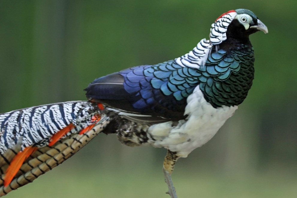 Mengenal Lady Amherst Pheasant, Burung Cantik Asli Hutan China dan Myanmar