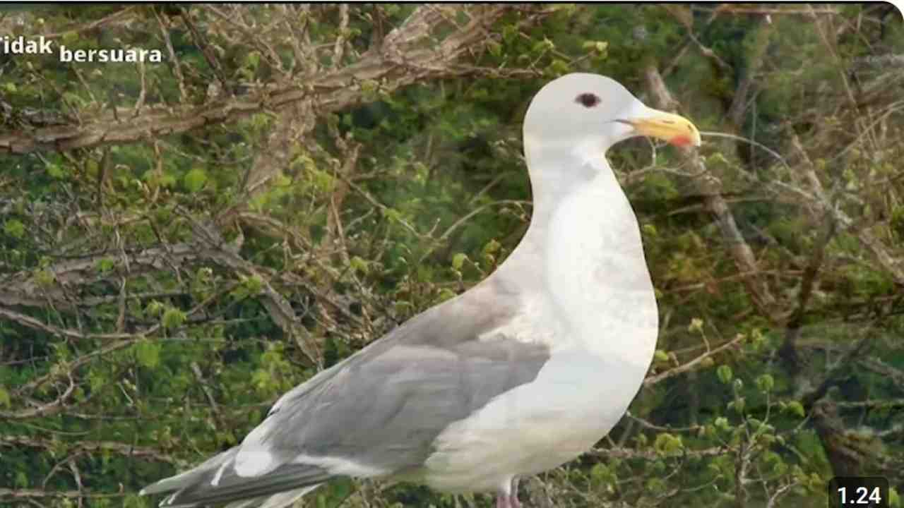 Keindahan Burung Camar, Sang Penjaga Harmoni Laut