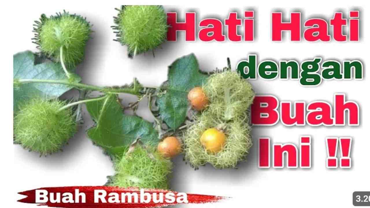 7 Manfaat Buah Rambusa, Si Markisa Mini dari Hutan