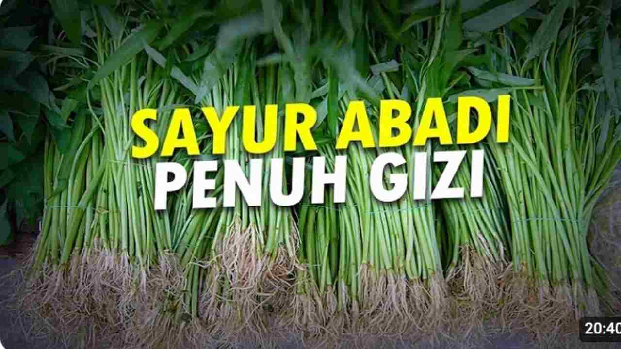 Kangkung, Sayur Sejuta Manfaat! Yuk, Kenali Keuntungannya buat Tubuh!