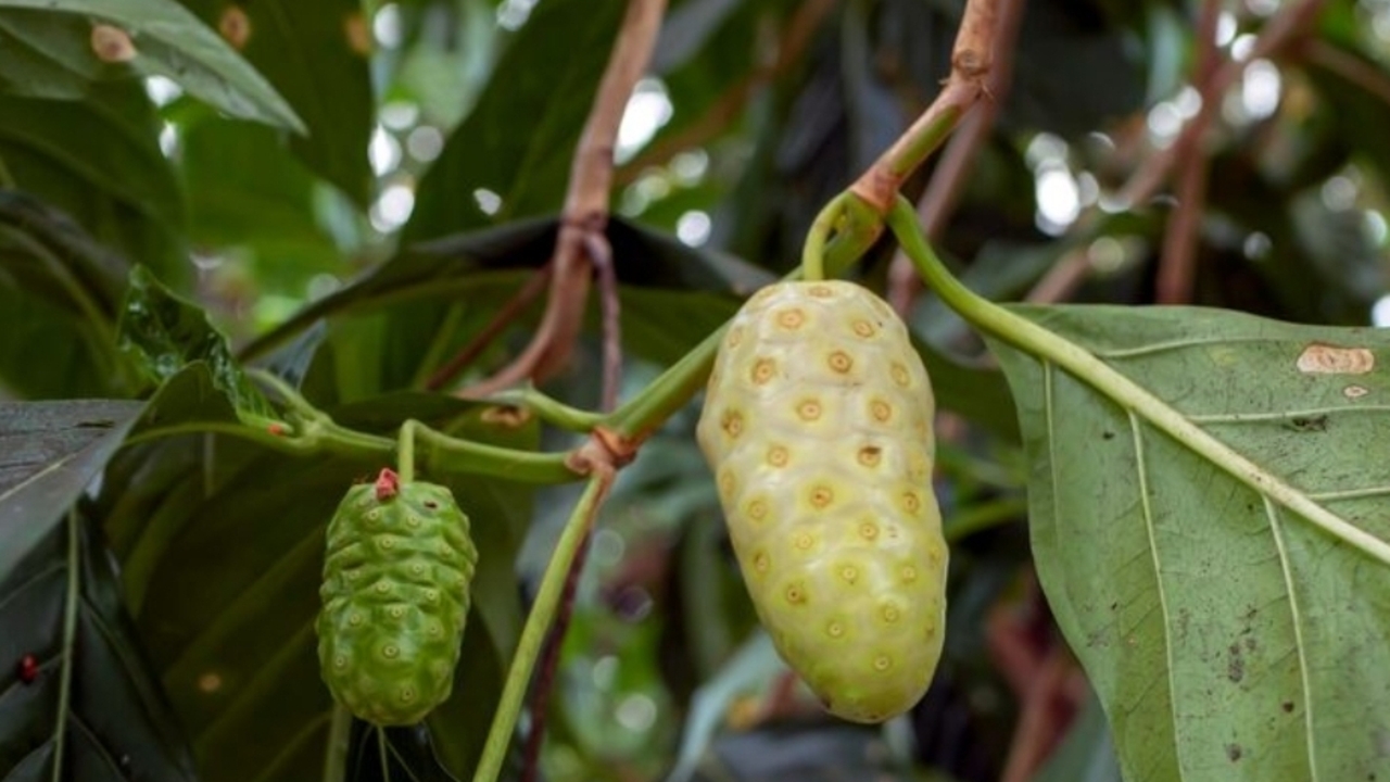 Jangan Remehkan Baunya! Ini 7 Manfaat Buah Mengkudu yang Jarang Diketahui