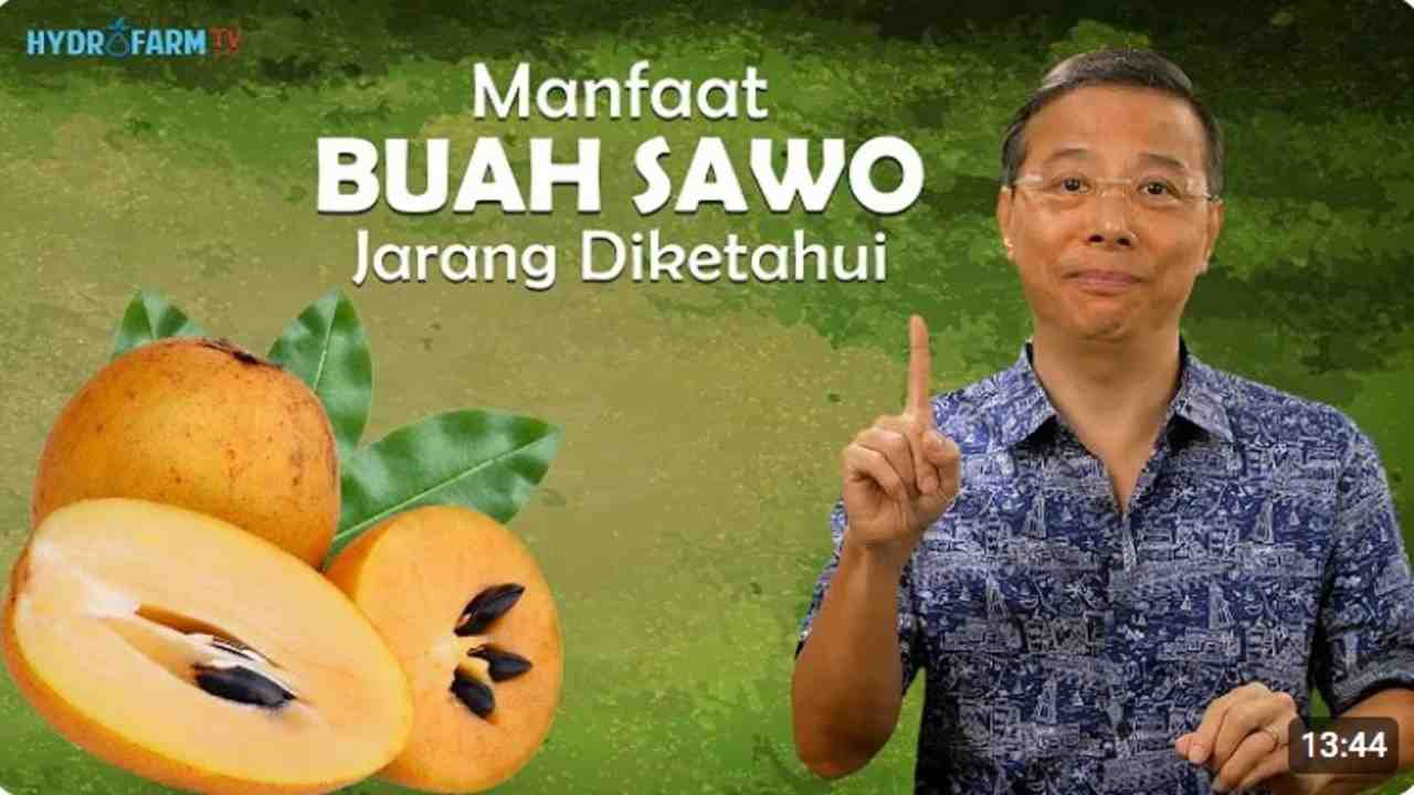 Siapa Sangka, Sawo Ternyata Memiliki 4 Manfaat Ini