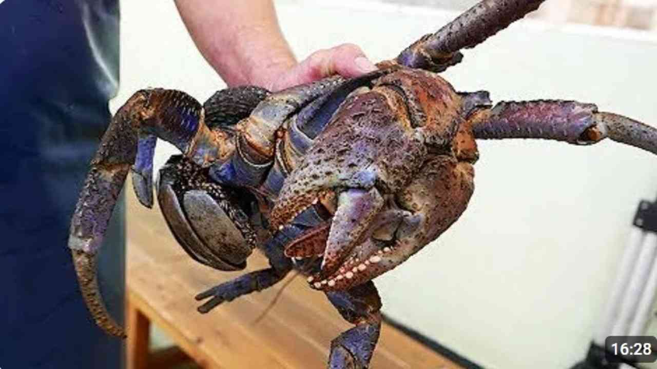 Bongkar! Alasan di Balik Melambungnya Harga Kepiting Alaska