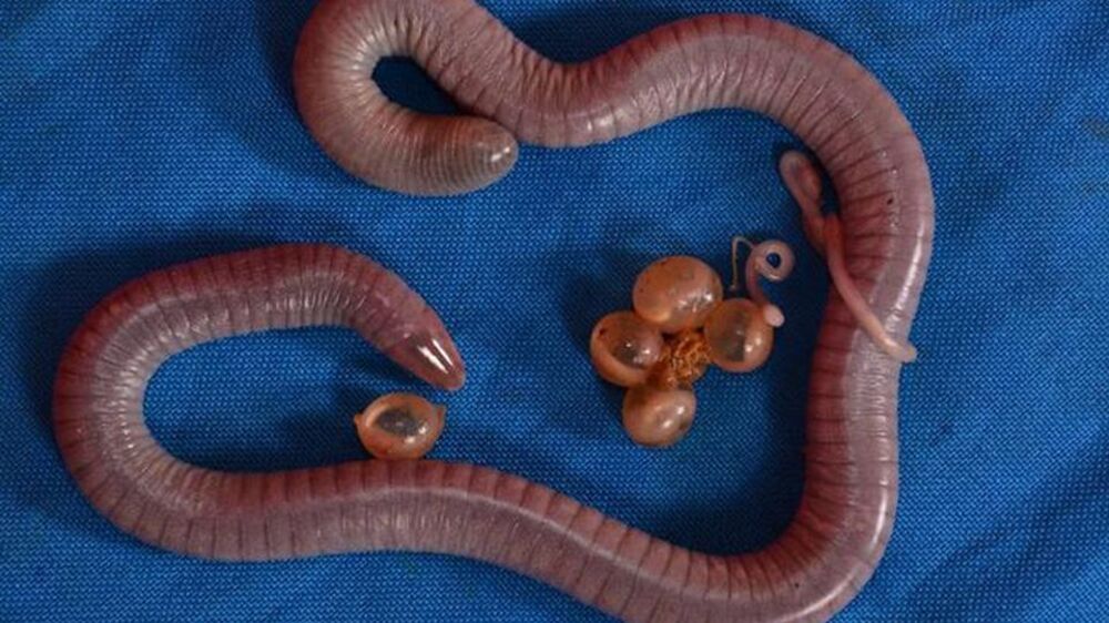 Javan Caecilian: Amfibi yang Mirip Cacing dengan Kehidupan Unik