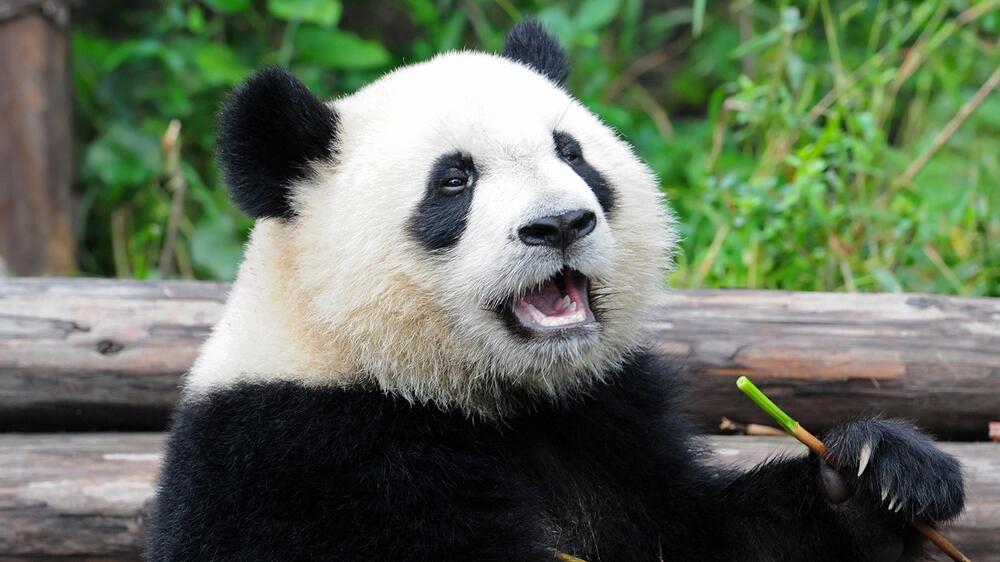 Panda, Hewan Imut Menggemaskan dengan 15 Fakta Unik yang Tak Banyak Orang Tahu