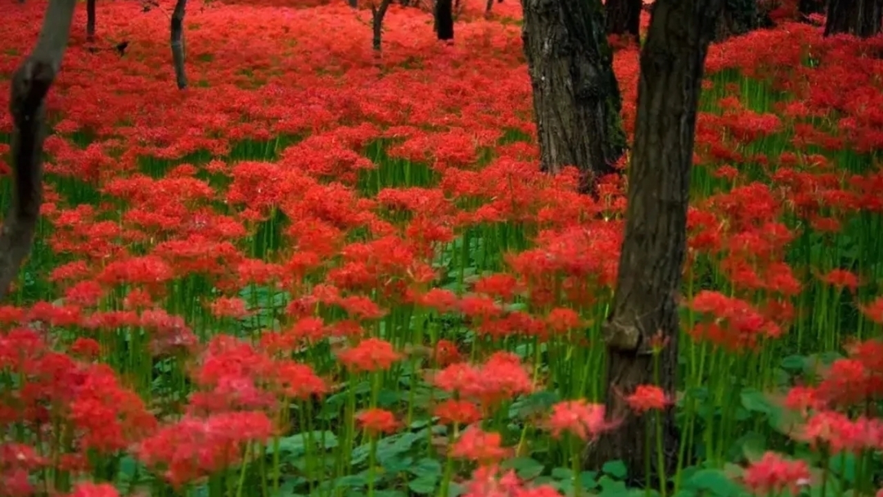 Mengenal Lycoris Radiata, Bunga Badai yang Indah Namun Beracun