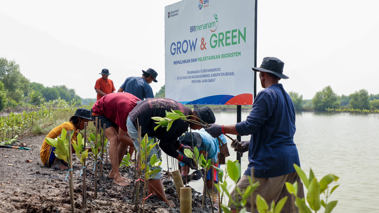 Peringati Hari Mangrove Sedunia, BRI Pertegas Komitmen Selamatkan Lingkungan Lewat Perbaikan Ekosistem Pesisir