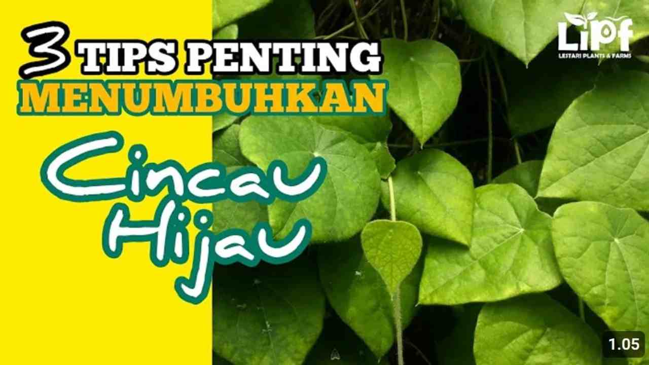 3 Tips Agar Tanaman Cincau Hijau Dapat Tumbuh Lebat