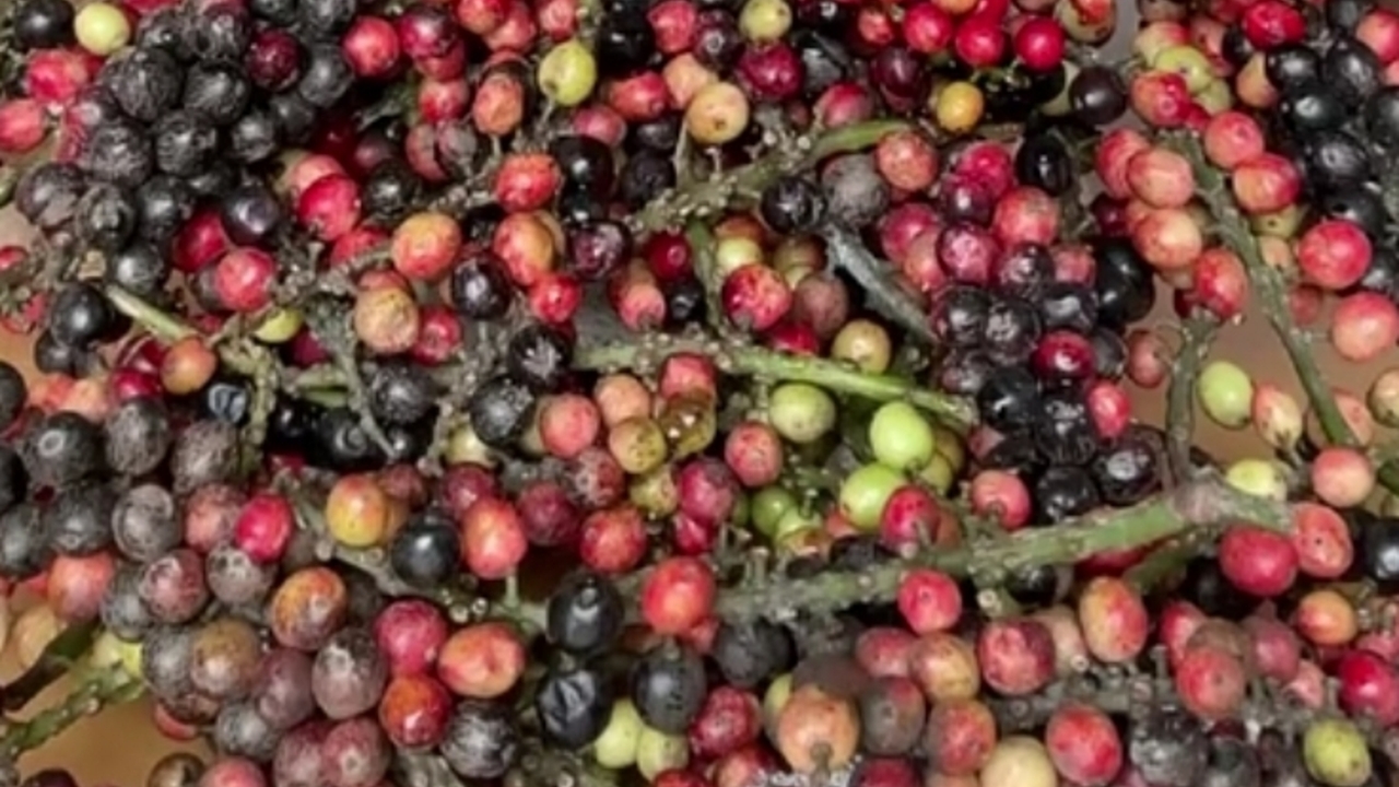 Kecil, Hitam, dan Kaya Manfaat! Inilah Khasiat Luar Biasa Buah Buni untuk Kesehatan