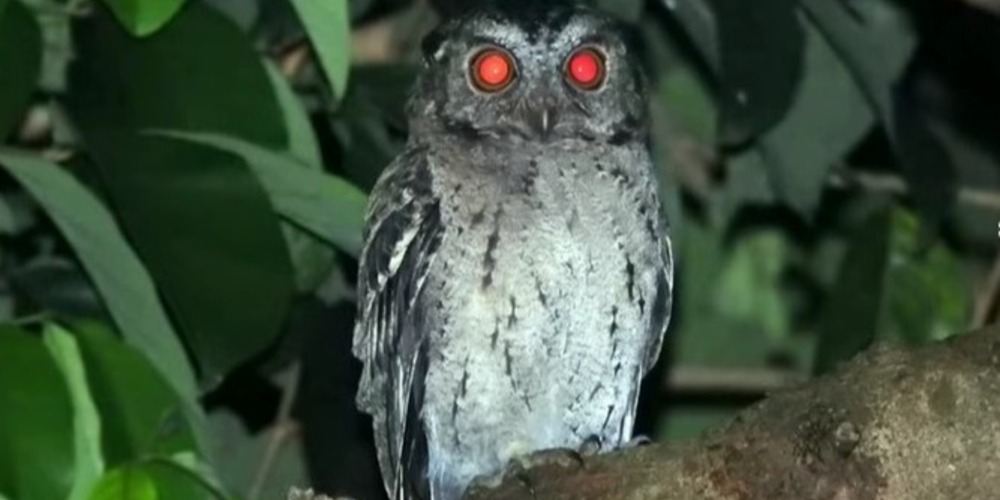 Burung Hantu dan Mitosnya, Kenapa Dia Selalu Tanda Bahaya di Malam Hari?