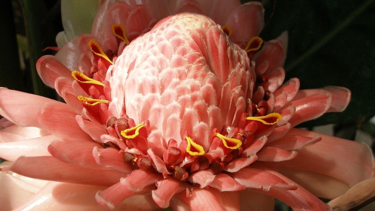 Cuaca Tak Menentu? Konsumsi Kecombrang untuk Jaga Imunitas