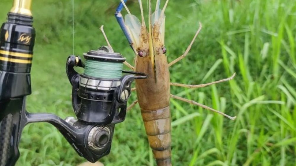 Tertarik Mancing Udang Satang ? Simak Dulu Trik-triknya