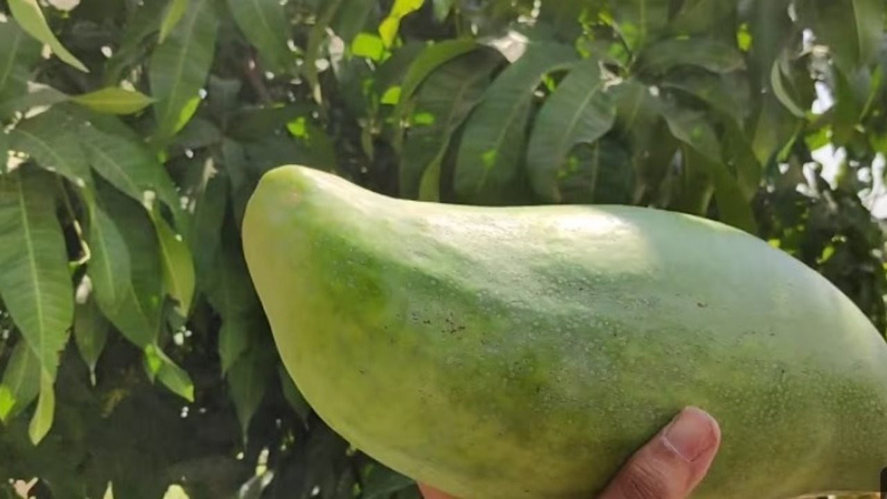 Bukan Pepaya! Ini Mangga Mahathir yang Beratnya Bisa Sampai 3 Kg