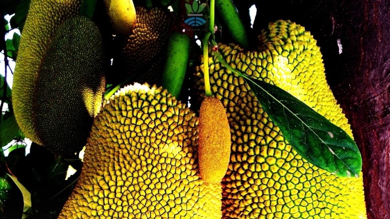 Murah di Dalam Negeri, Nangka Justru Dijual Mahal Sebagai Daging Alternatif