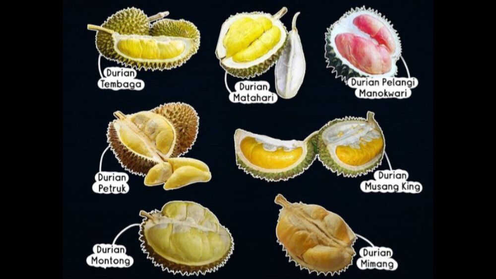 7 Jenis Durian Populer di Indonesia. Yang Mana Favoritmu?