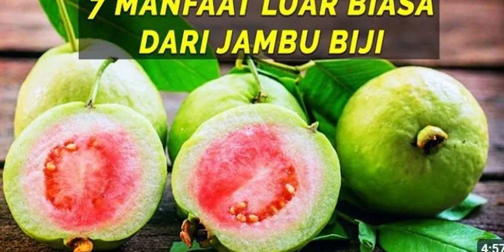 7 Manfaat Jambu Biji Merah, Rahasia Kesehatan yang Belum Banyak Diketahui!