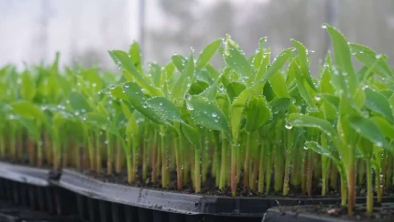 Berkebun Jagung Manis: Panduan Lengkap Menanam dari Biji hingga Panen