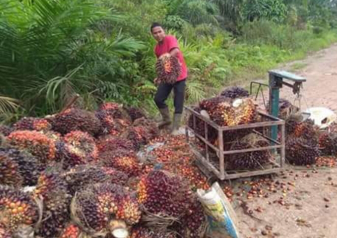 Segini Harga TBS Penetapan Disbun di 22 Provinsi, Cek Harganya di Daerah Kamu!