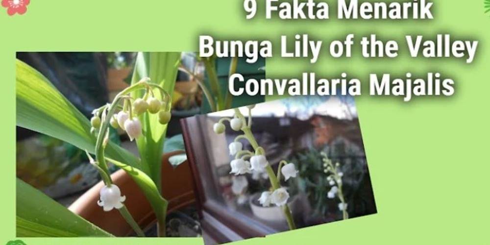 9 Fakta Menarik Tentang Bunga Lily of the Valley (Convallaria majalis) yang Wajib Kamu Ketahui