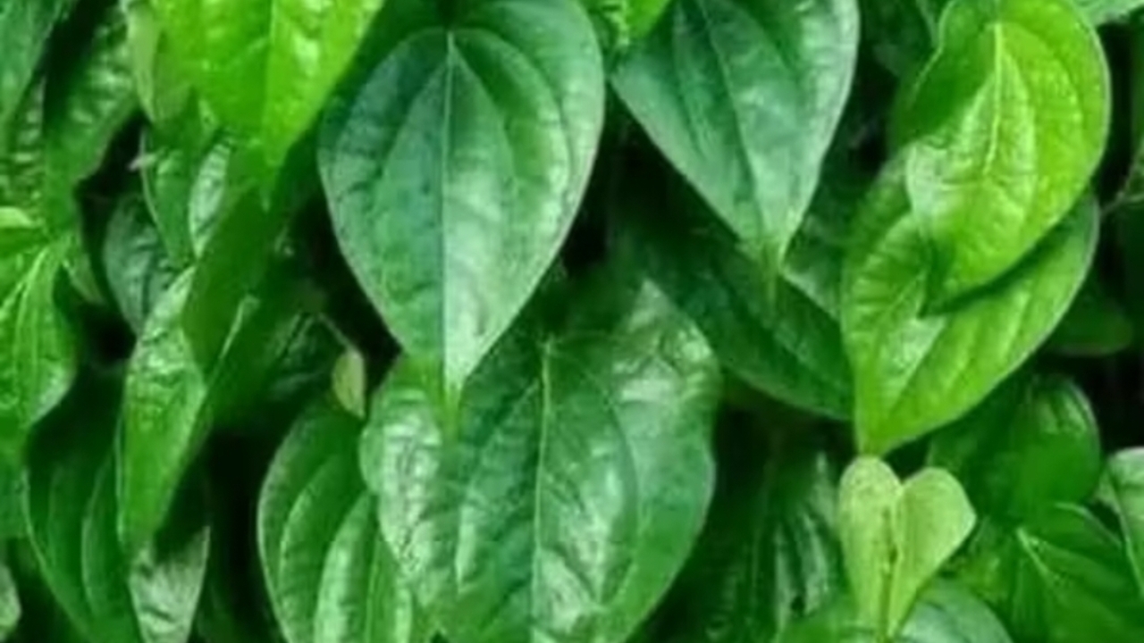 Selain Sehatkan Mulut, Ini Deretan Manfaat Daun Sirih untuk Tubuh