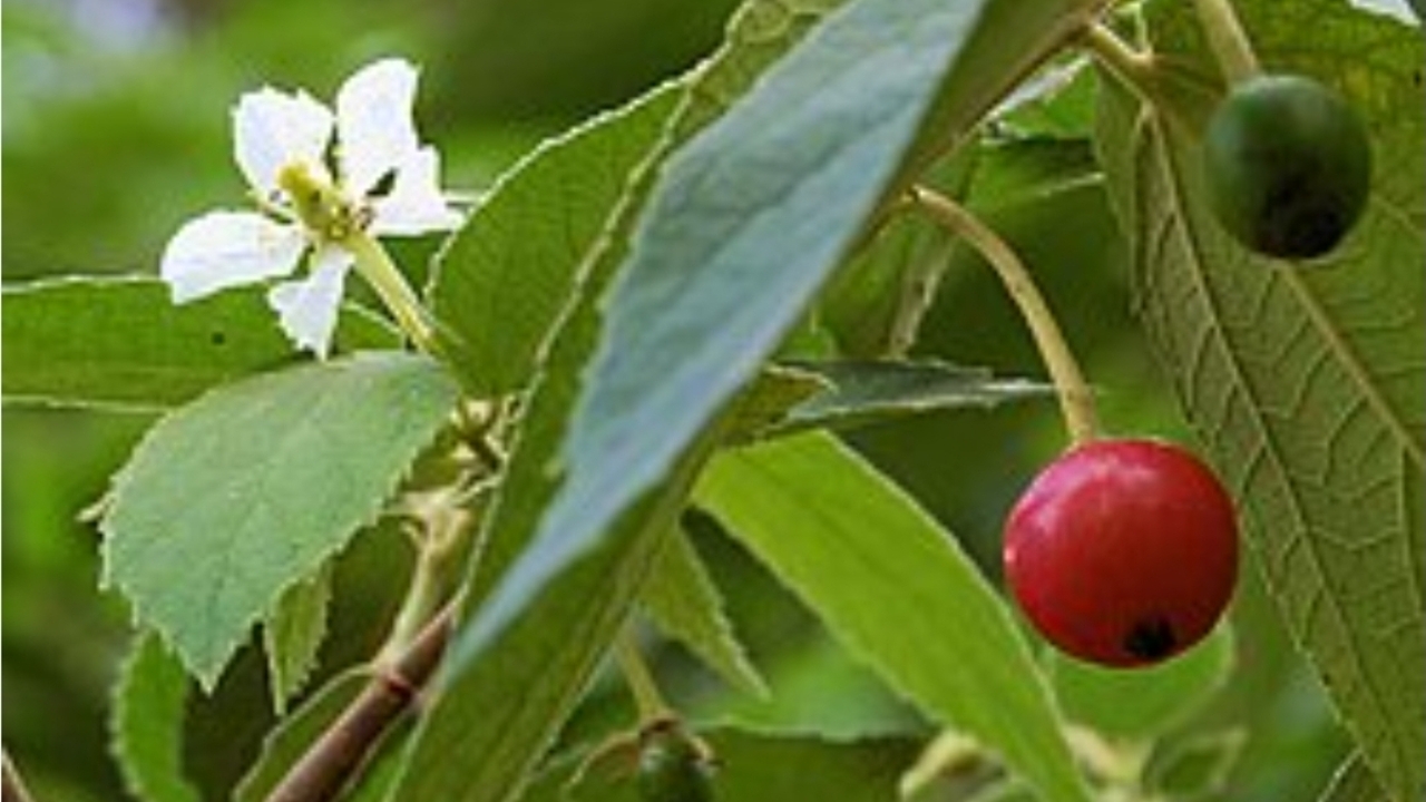 Daun Kersen untuk Asam Urat, Ini Kandungan dan Cara Mengolahnya