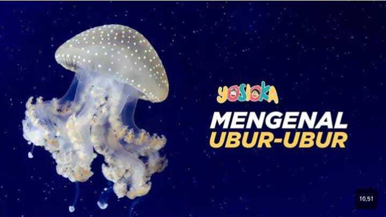 Mau Tahu Fakta Unik Tentang Ubur-ubur? Cek Di Sini!