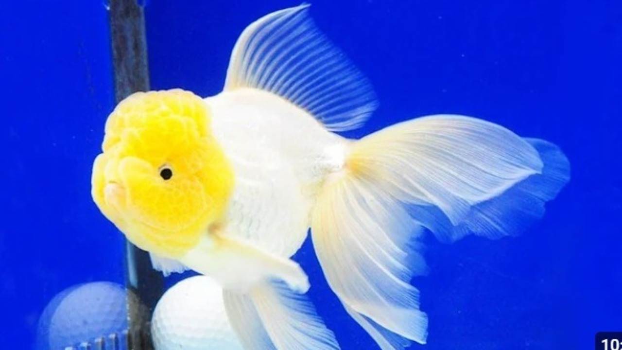 Ikan Mas Koki Aesthetic! Ini Jenis-Jenis Goldfish Paling Populer