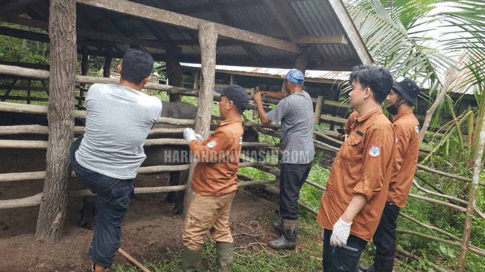 Tak Ingin Kerbaunya 'Mati Konyol', Perternak di Banyuasin Rela Rogoh Kantong Pribadi untuk Vaksin Mandiri 