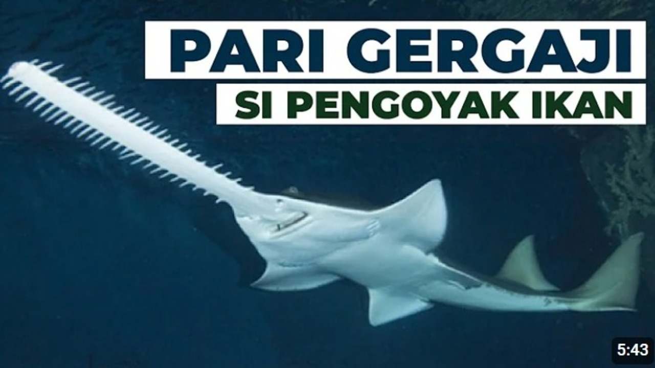 Sadis Tapi Unik! Ini Dia Pari Gergaji, Predator Laut Bermoncong Tajam!